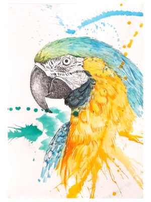 Arara canindé - Danilo Lucena Art